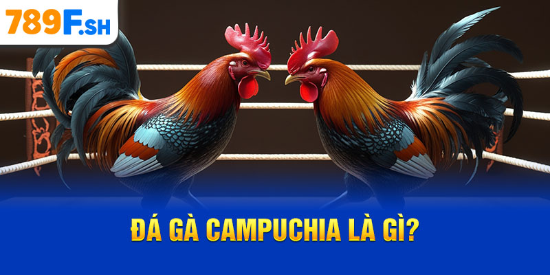 Đá gà Campuchia là gì?