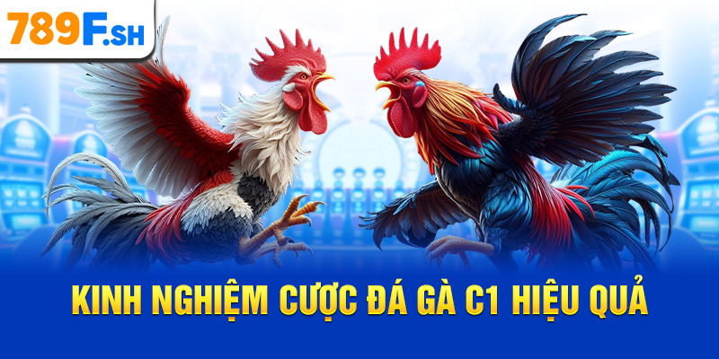 Kinh nghiệm cược đá gà C1 hiệu quả
