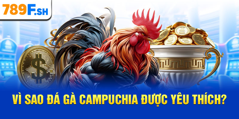 Vì sao đá gà Campuchia được yêu thích?